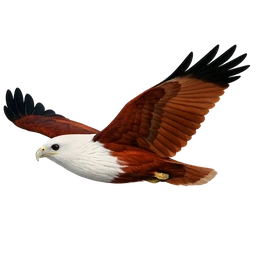 Brahminy Kite, in flight