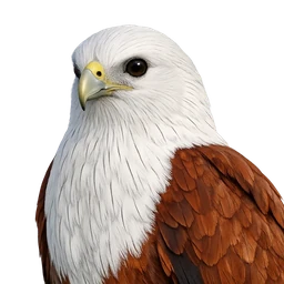 Brahminy Kite, profile