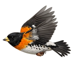 Brambling, in flight