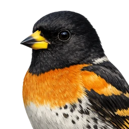Brambling, profile