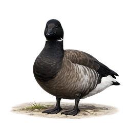 Brant