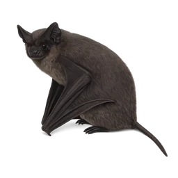 Brazilian Free-tailed Bat