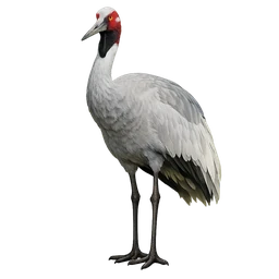 Brolga