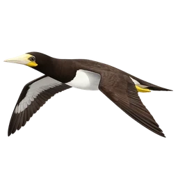 Brown Booby, in flight