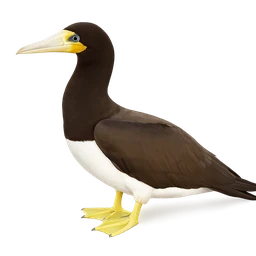 Brown Booby