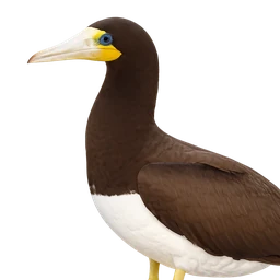 Brown Booby, profile