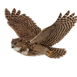 Brown Fish Owl, in flight