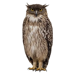 Brown Fish Owl
