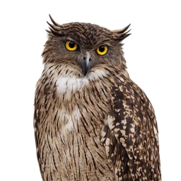 Brown Fish Owl, profile