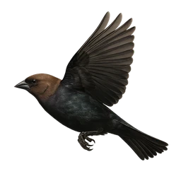 Brown-headed Cowbird, in flight