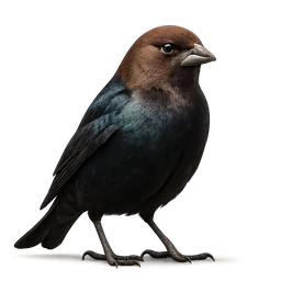 Brown-headed Cowbird