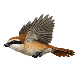 Brown Shrike, in flight