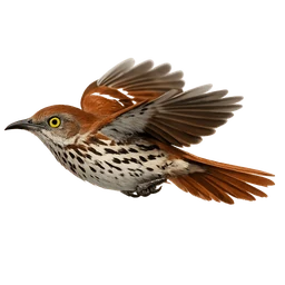 Brown Thrasher, in flight