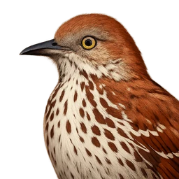 Brown Thrasher, profile