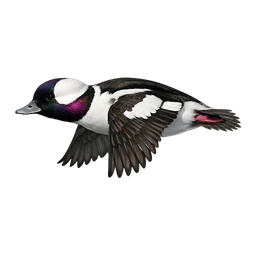 Bufflehead, in flight