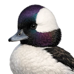 Bufflehead, profile