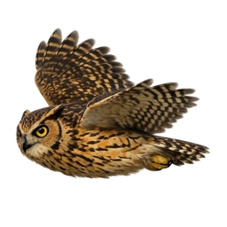 Buffy Fish Owl, in flight