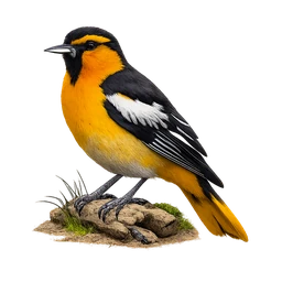 Bullock's Oriole