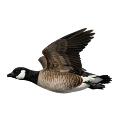 Cackling Goose, in flight