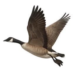 Canada Goose, in flight