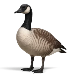 Canada Goose
