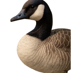 Canada Goose, profile