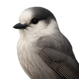 Canada Jay, profile