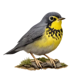 Canada Warbler