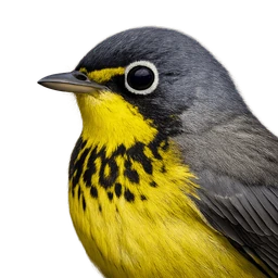 Canada Warbler, profile