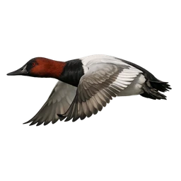 Canvasback, in flight