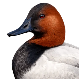 Canvasback, profile