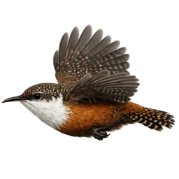 Canyon Wren, in flight