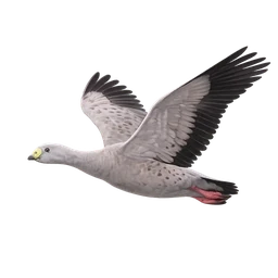 Cape Barren Goose, in flight