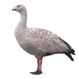 Cape Barren Goose