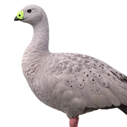 Cape Barren Goose, profile