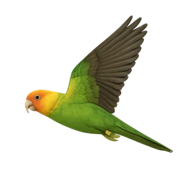 Carolina Parakeet, in flight