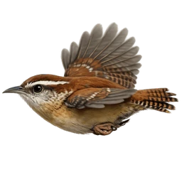 Carolina Wren, in flight