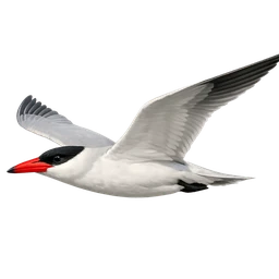 Caspian Tern, in flight