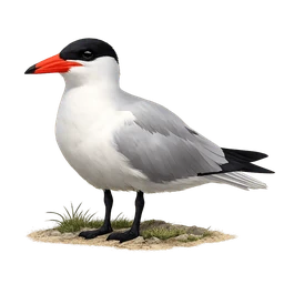 Caspian Tern