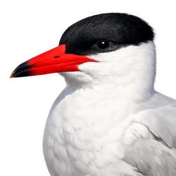 Caspian Tern, profile