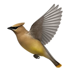 Cedar Waxwing, in flight