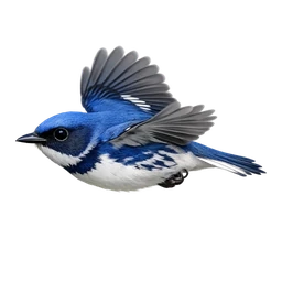 Cerulean Warbler, in flight