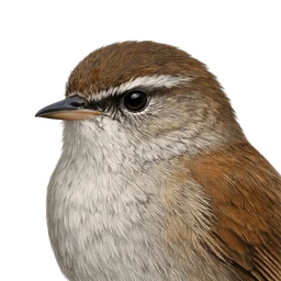 Cetti's Warbler, profile