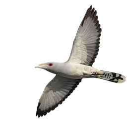 Channel-billed Cuckoo, in flight