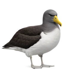Chatham Albatross