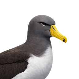 Chatham Albatross, profile