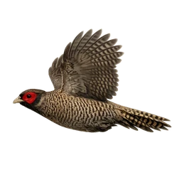 Cheer Pheasant, in flight