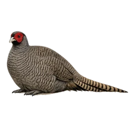 Cheer Pheasant