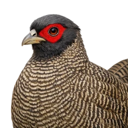 Cheer Pheasant, profile