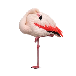 Chilean Flamingo